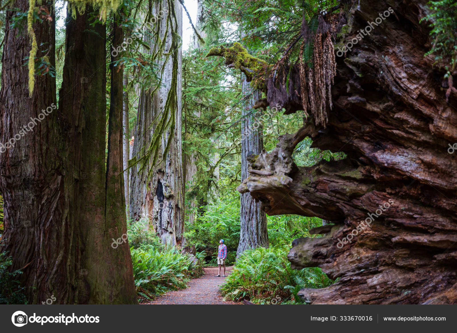 Redwood Trees Northern California Forest Usa — Stock Photo © kamchatka