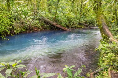 Yağmur ormanlarında akan güzel dere suyu. Kosta Rika, Orta Amerika