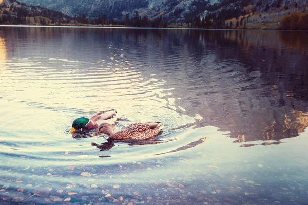 Удивительная Утка Горном Озере — стоковое фото