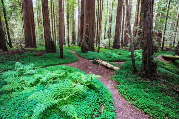 Redwood Trees Northern California Forest Eua — Fotografia de Stock