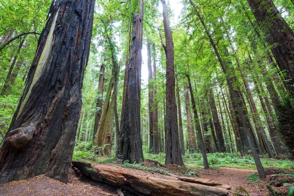 Sekvoje Lese Severní Kalifornie Usa — Stock fotografie