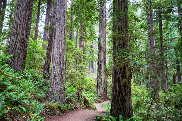 Redwood Δέντρα Στο Δάσος Της Βόρειας Καλιφόρνιας Usa — Φωτογραφία Αρχείου