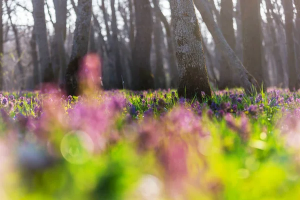 Lindas Paisagens Florestais Flores Primavera Floresta — Fotografia de Stock