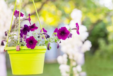 Güzel çiçeklerin yakın çekimi. Çiçek arkaplanı için uygun.