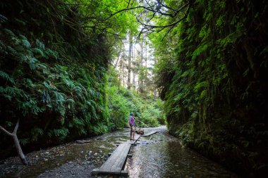 eğreltiotu kanyonu Redwood Ulusal Parkı, ABD, Kaliforniya