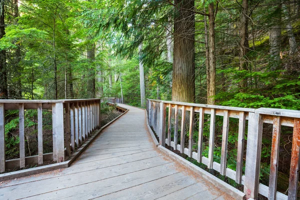 Wooden Boardwalk Forest — Stock Photo, Image