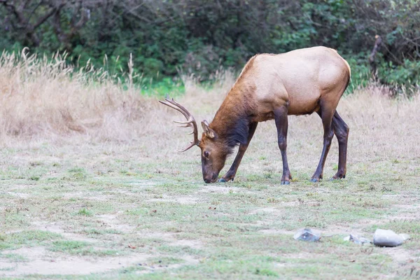 Mountain Bull Elk Podzimním Lese Colorado Usa — Stock fotografie