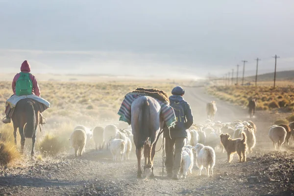Gauchos Ahd Troupeau Chèvres Dans Les Montagnes Patagonie Argentine — Photo