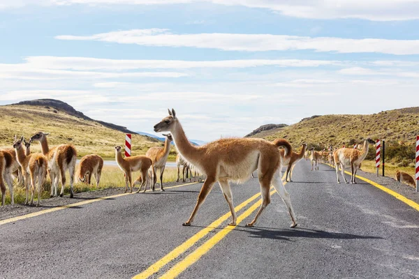 Vilda Guanaco Lama Guanicoe Patagonien Prärien Chile Sydamerika — Stockfoto