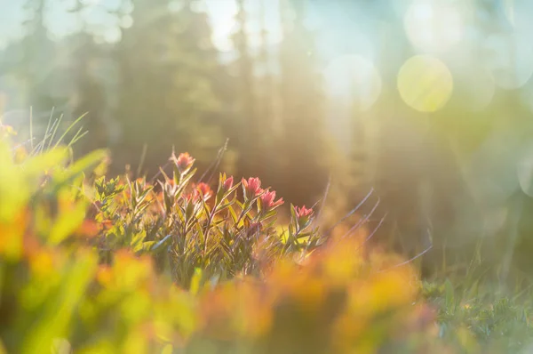 Mountain meadow in sunny day. Natural summer landscape. Mountains in Alaska.