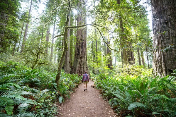 Drzewa Redwood Północno Kalifornijskim Lesie Usa — Zdjęcie stockowe