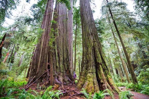 Redwood Δέντρα Στο Δάσος Της Βόρειας Καλιφόρνιας Usa — Φωτογραφία Αρχείου