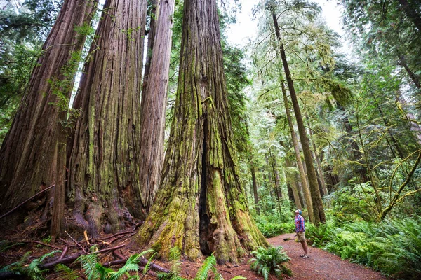 Usa加利福尼亚北部森林的红杉 — 图库照片