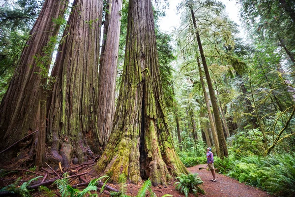 Árboles Secuoyas Bosque Del Norte California — Foto de Stock