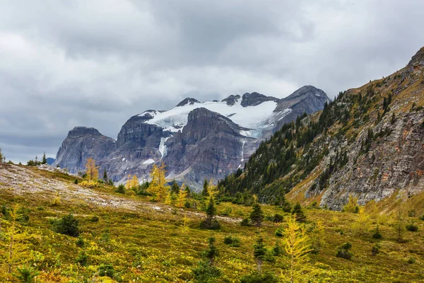 ใบไม วงท สวยงามในภ เขาแคนาดา นหล งฤด ใบไม — ภาพถ่ายสต็อก