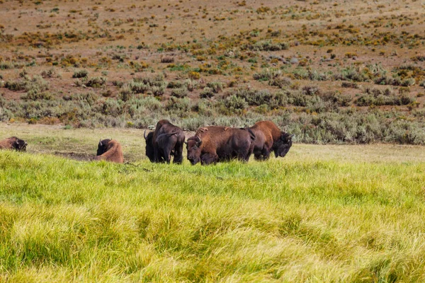 Wild Buffalo Yellowstone National Park Usa — Stockfoto