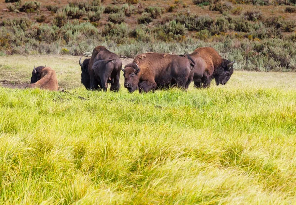 Buffalo Salvaje Parque Nacional Yellowstone Estados Unidos —  Fotos de Stock