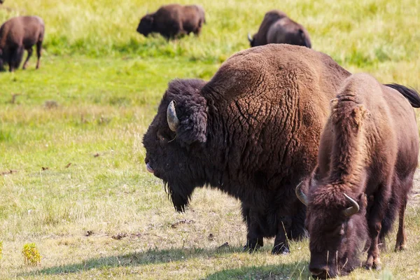 Yellowstone Ulusal Parkı Ndaki Wild Buffalo Abd — Stok fotoğraf