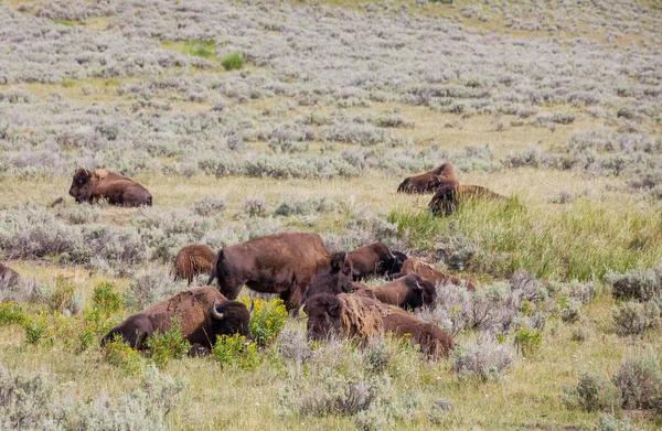 Buffalo Salvaje Parque Nacional Yellowstone Estados Unidos —  Fotos de Stock