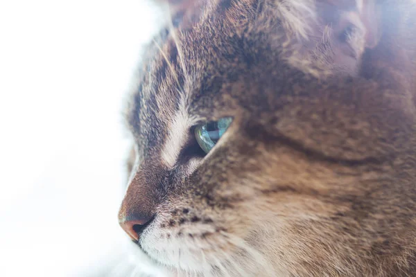 Retrato Gato Doméstico Adulto Cerca — Foto de Stock