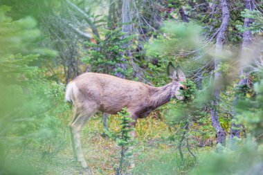Yeşil çayır geyiği, ABD