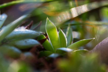 Bright spring green grass field. Flowers leaves in tropical garden.
