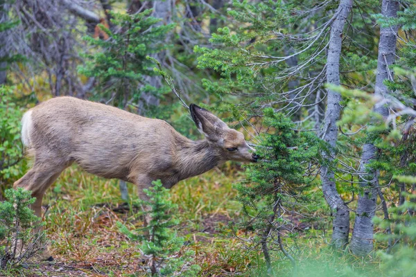 Cerfs Dans Prairie Verte États Unis — Photo