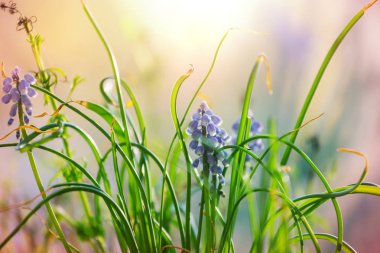 Ormanda güzel bahar çiçekleri. Mevsimsel Doğal arkaplan.