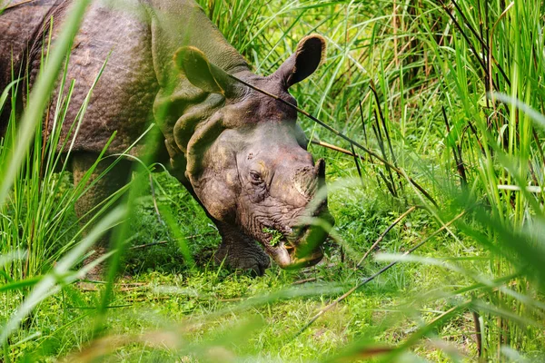 Носорог Ест Траву Дикой Природе Национальный Парк Читван Непал — стоковое фото