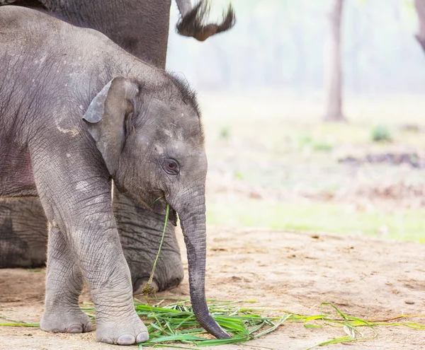 Elefante Neonato Nel Parco Nazionale Chitvan Nepal — Foto Stock