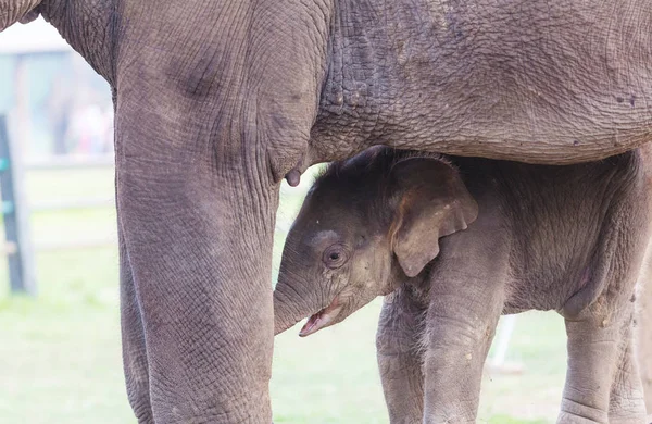 Baby Elephant Chitvan National Park Nepal — Stock Photo, Image