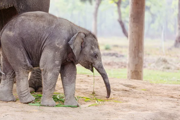Baby Elephant Chitvan National Park Nepal — Stock Photo, Image