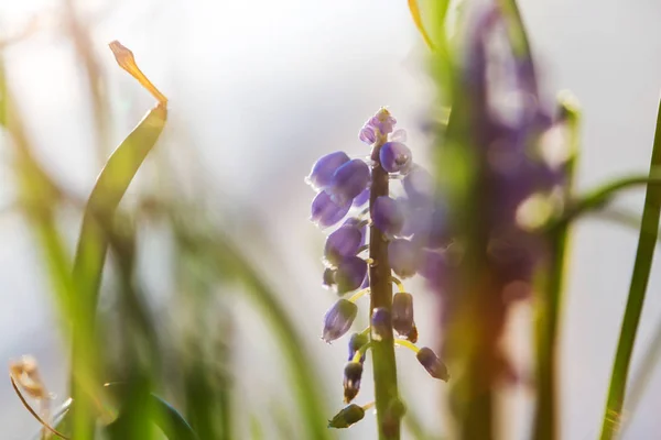 森の中の美しい春の花 四季の自然 — ストック写真