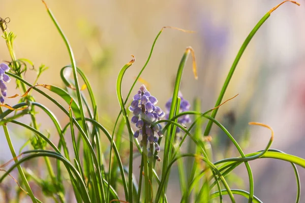 Schöne Frühlingsblumen Wald Natürlicher Saisonaler Hintergrund — Stockfoto