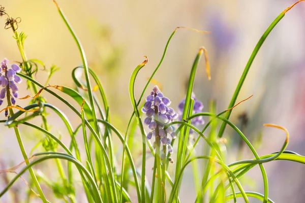 森の中の美しい春の花 四季の自然 — ストック写真