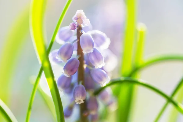 Schöne Frühlingsblumen Wald Natürlicher Saisonaler Hintergrund — Stockfoto