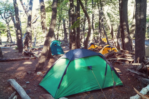 Современная Туристическая Палатка Висит Между Деревьями Зеленом Лесу — стоковое фото