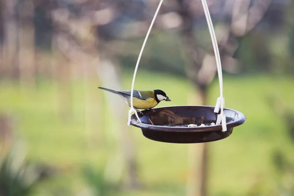 Maior Pássaro Titmouse Sentado Uma Lata Sementes — Fotografia de Stock