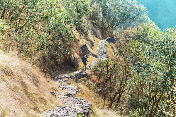 Senderista Las Selvas Del Himalaya Nepal Región Kanchenjunga — Foto de Stock