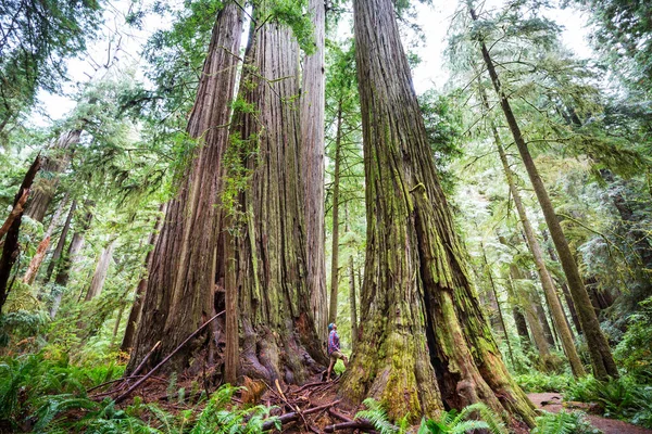 Árboles Secuoyas Bosque Del Norte California —  Fotos de Stock