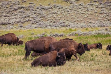 Yellowstone Ulusal Parkı 'ndaki Wild Buffalo, ABD