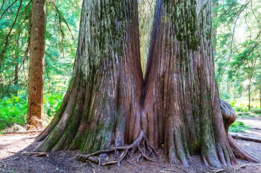 Yaz mevsiminde Sequoias Ormanı