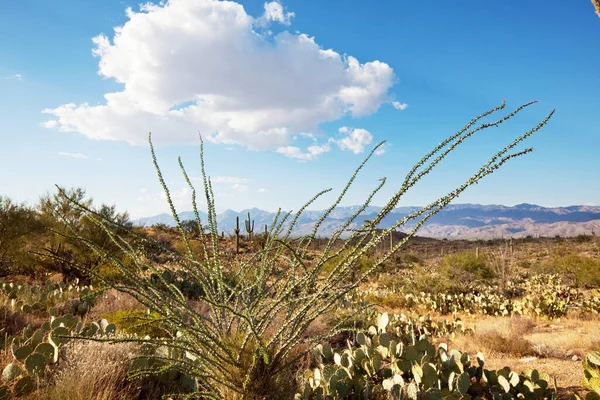 Paisagens Sobre Subúrbio Tucson — Fotografia de Stock