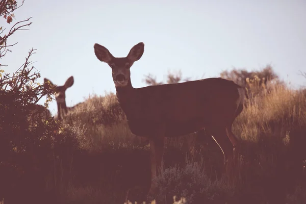 Cerfs Dans Prairie Verte États Unis — Photo