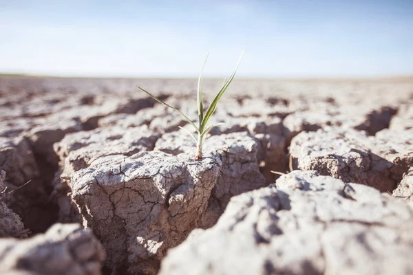 Growing Plant Drought Land — Stock Photo, Image