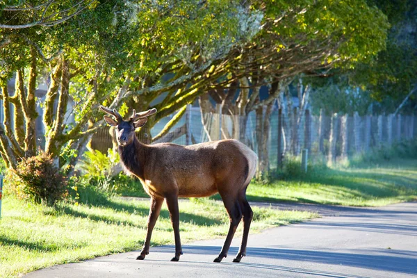 Mountain Bull Elk Nella Foresta Autunnale Colorado Usa — Foto Stock