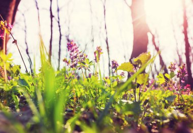 Ormanda güzel bahar çiçekleri. Mevsimsel Doğal arkaplan.
