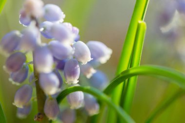 Ormanda güzel bahar çiçekleri. Mevsimsel Doğal arkaplan.