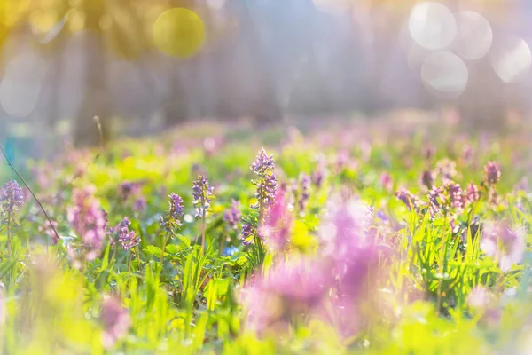 Belles Fleurs Printanières Dans Forêt Saisonnière Natural Background — Photo