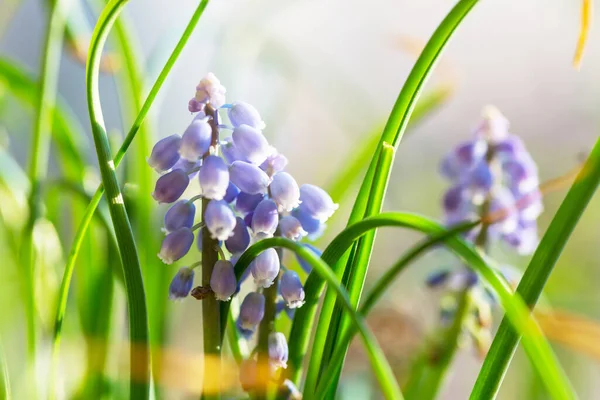 森の中の美しい春の花 四季の自然 — ストック写真